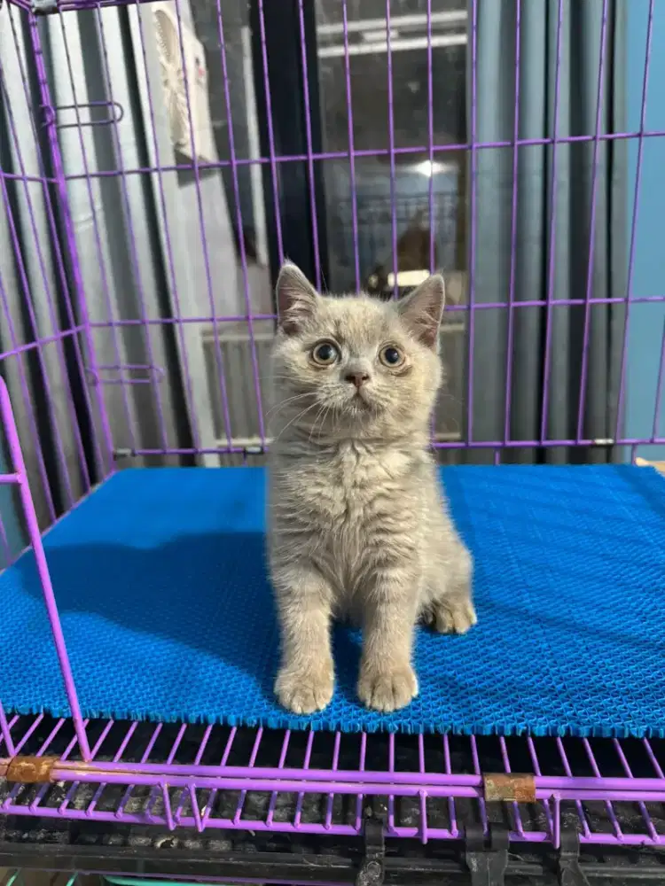 kucing kitten british shorthair pure garansi 100% pure