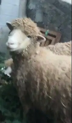3 ekor indukan domba betina cross merino texel laktasi 1 siap kawin ok