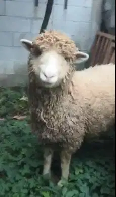3 ekor indukan domba betina cross merino texel laktasi 1 siap budidaya