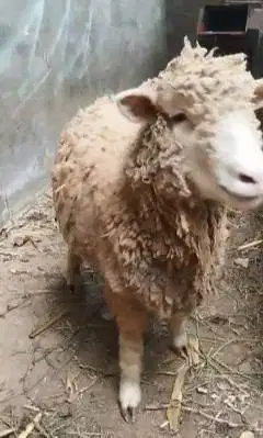 3 ekor indukan domba betina laktasi 1 cross merino texel siap budidaya