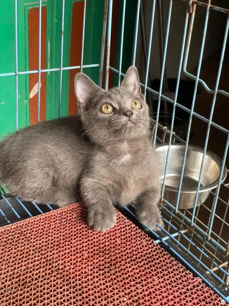 Kucing cebol/munckin