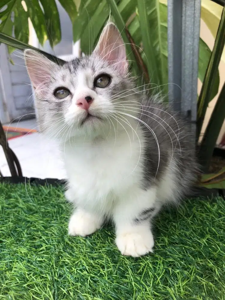 KUCING RAS MUNCHKIN
