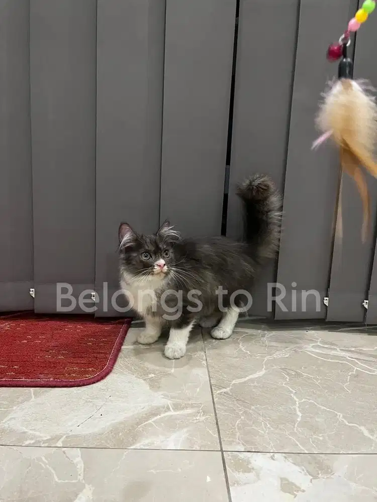 Dijual Kucing Ras Ragdoll mix Persia