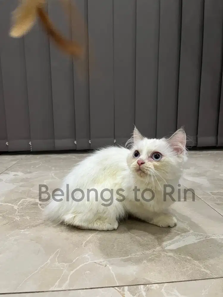 Dijual Kucing Ras Ragdoll mix Persia