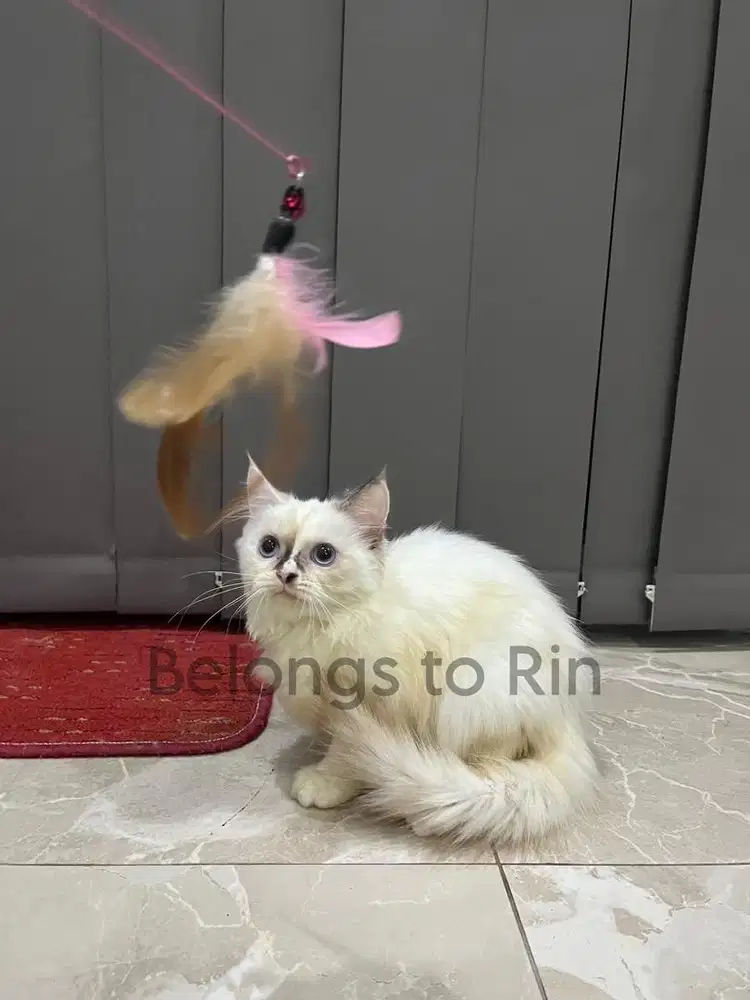 Dijual Kucing Ras Ragdoll mix Persia
