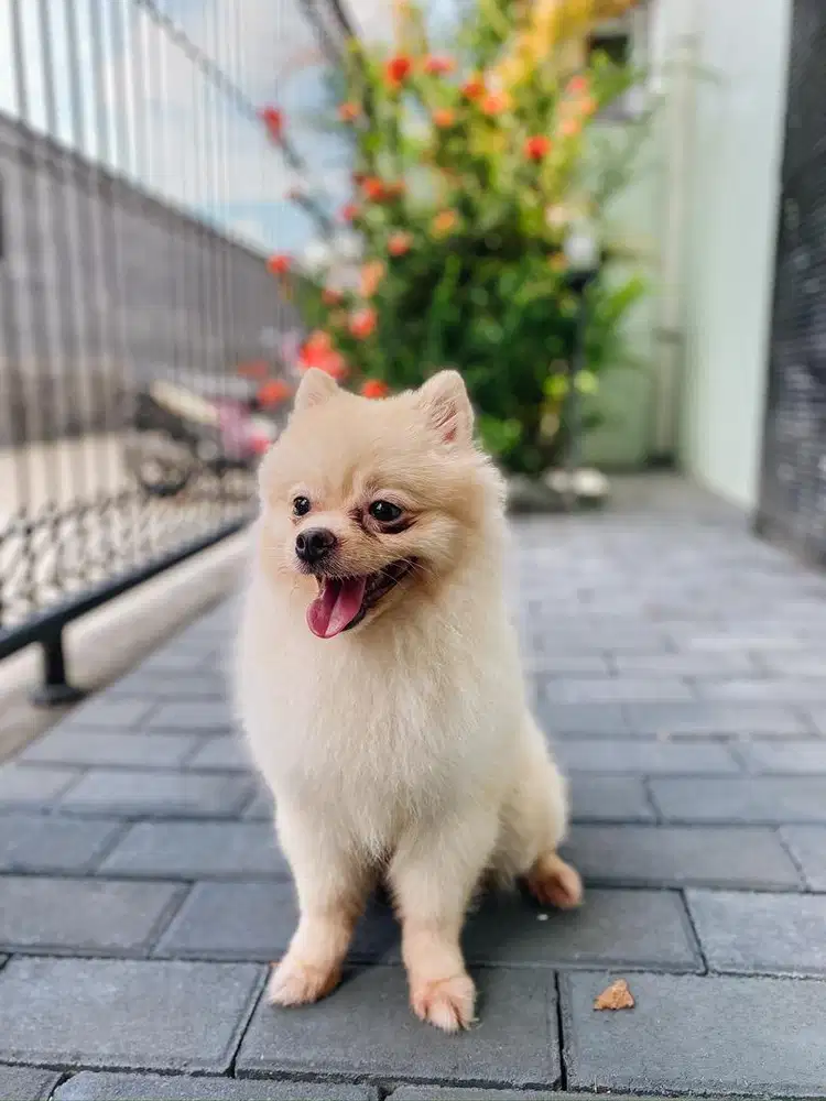 anjing mini pomerian (minipom)