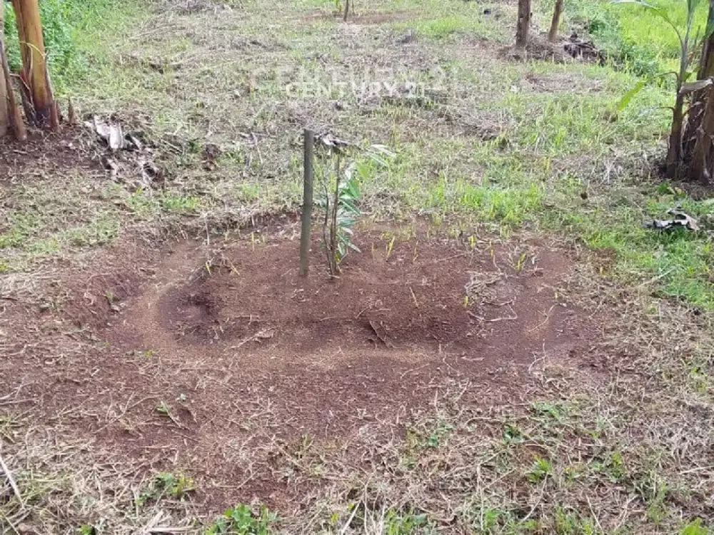 Tanah Luas 10400m SHM Di Cihanjawar Sukabumi Cocok Perkebunan