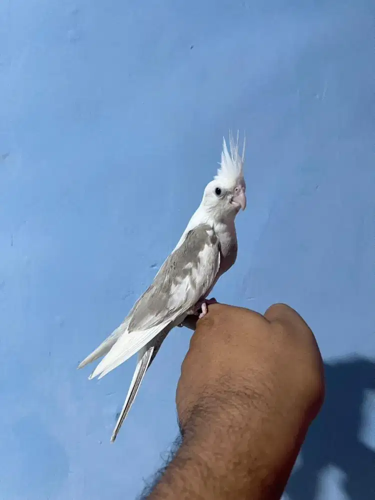 Falk cockatiel Jinak total not sunconure