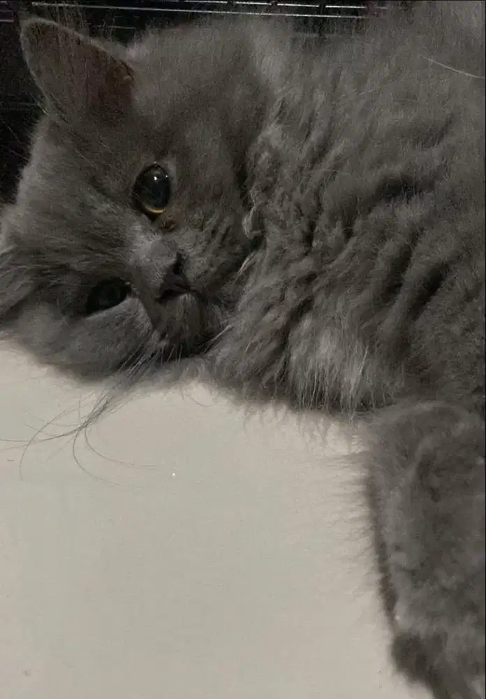 BSH LONG HAIR BETINA 4bln