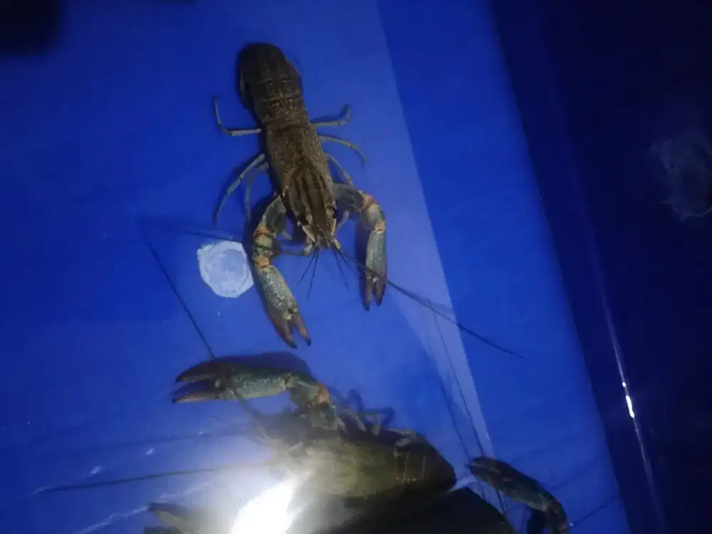 Lobster air tawar