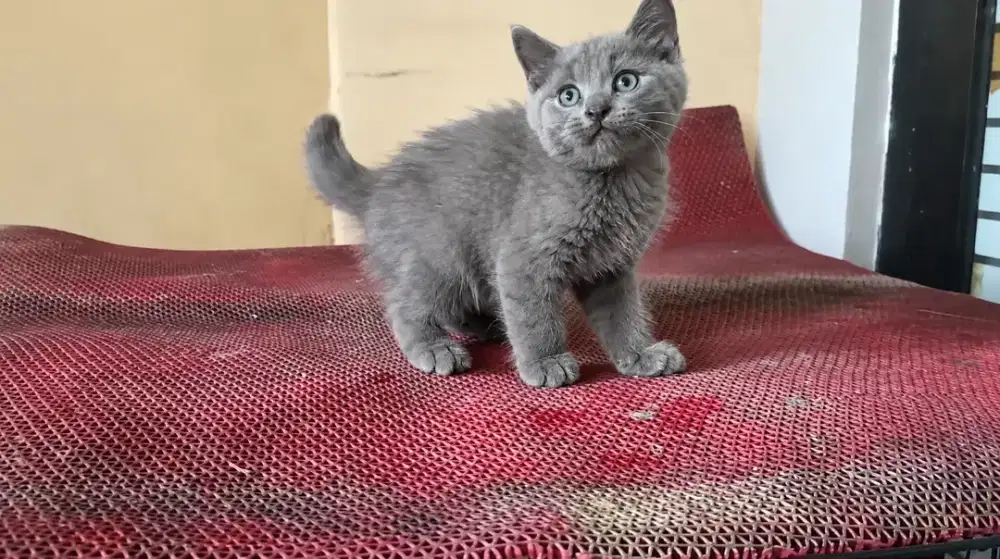 British shorthair mix