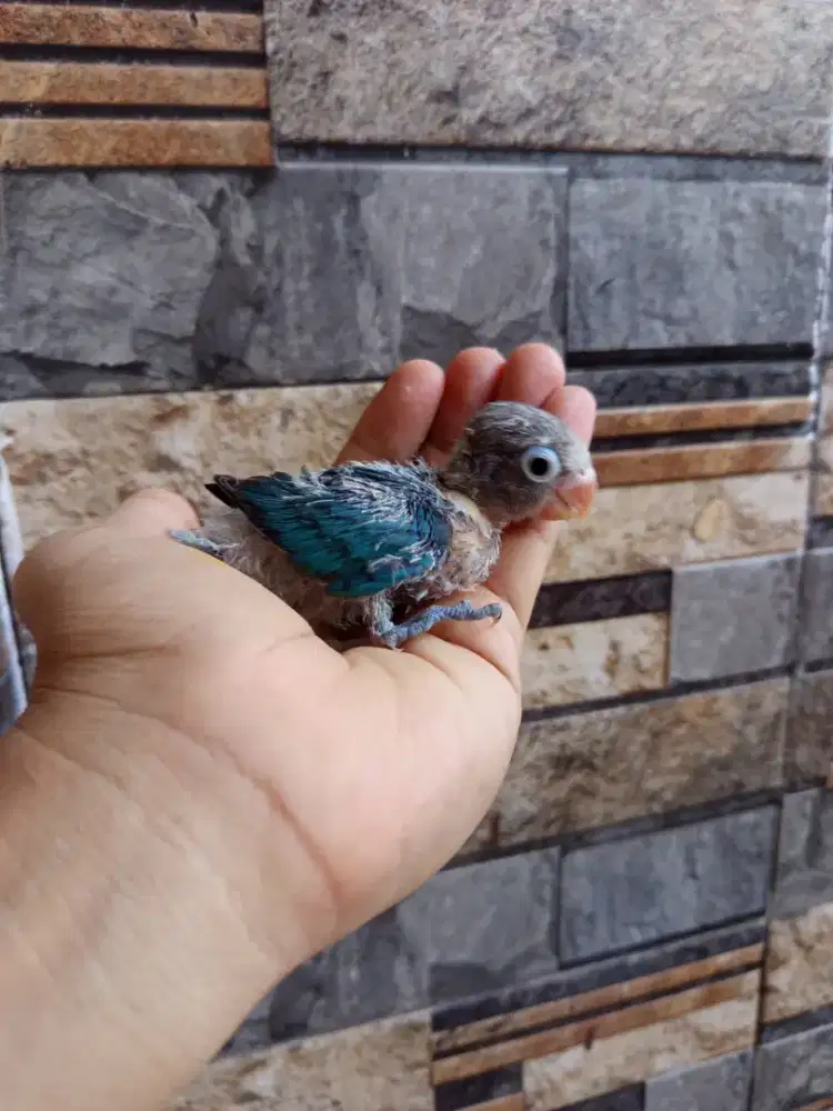 Lovebird lolohan