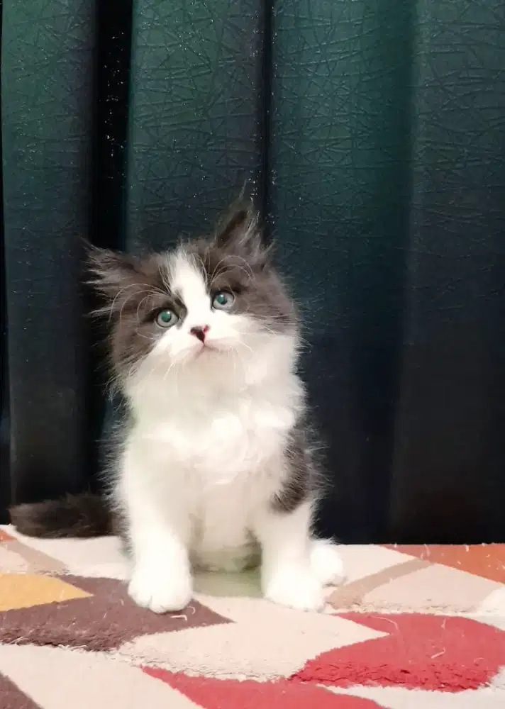 kucing persia #kittenlucu