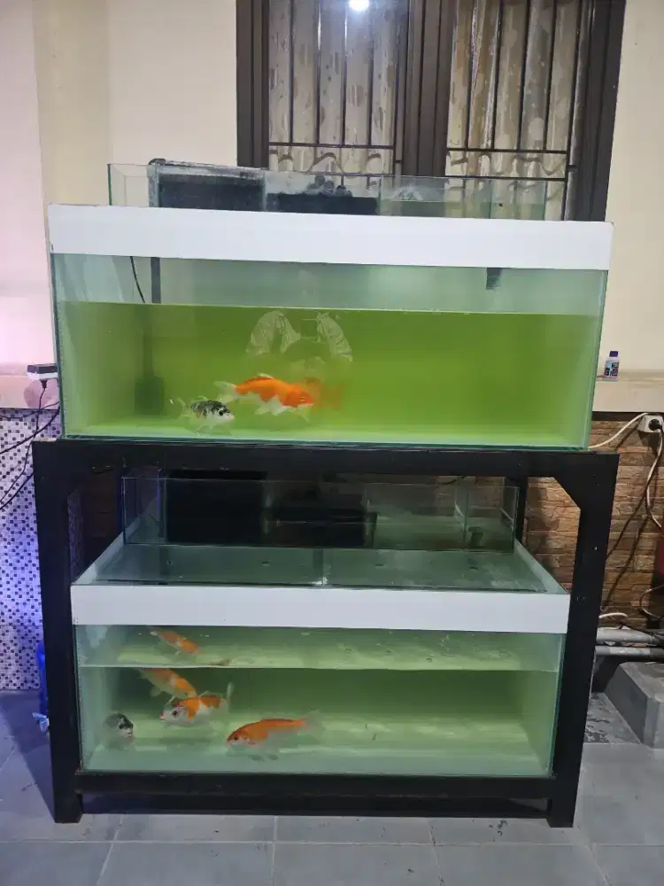 Akuarium ikan 2 susun