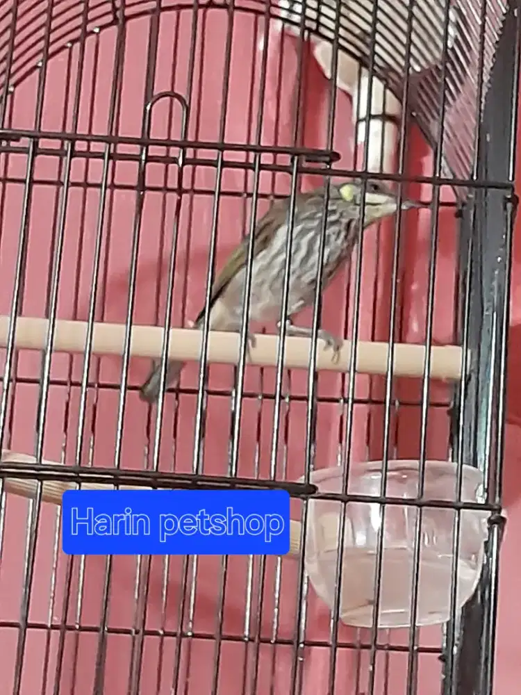 Burung maupnaga