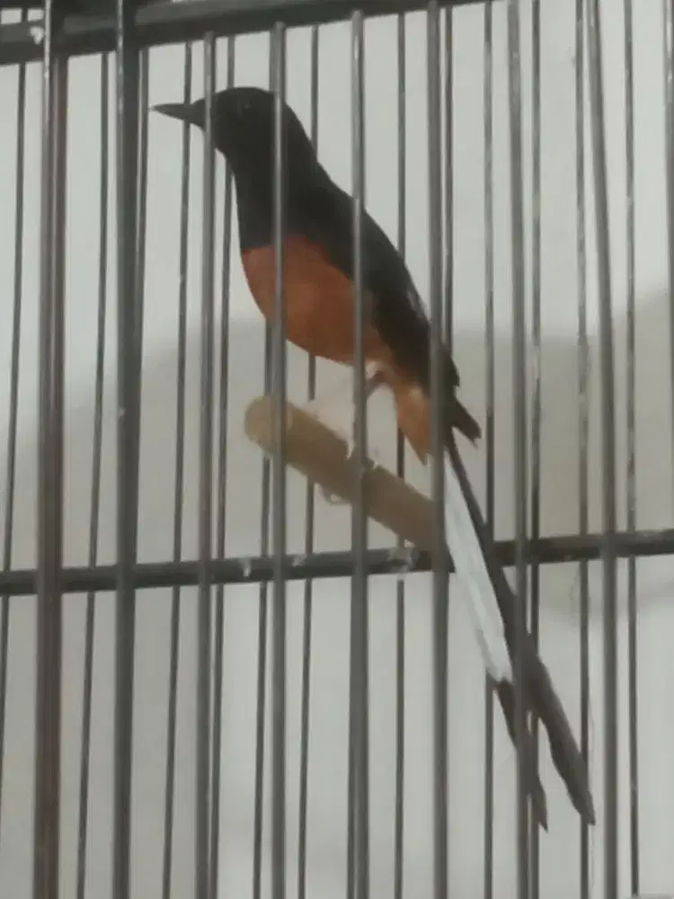 Burung Murai Batu