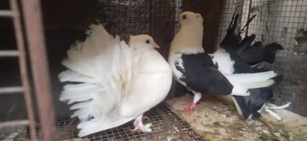 Sepasang Merpati Hias