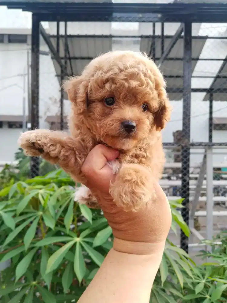 Anak anjing poodle