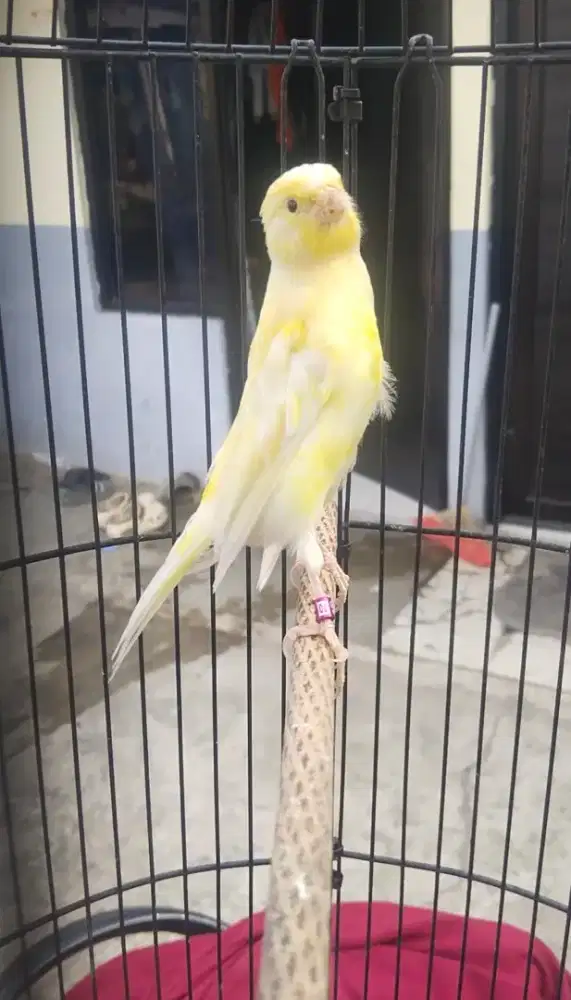 Burung kenari bbxf1ys umur 4 bln jantan riwik lokasi kebayoran lama