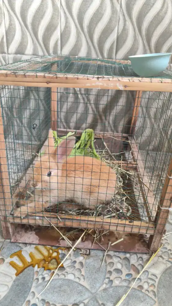 Kelinci imut sehat