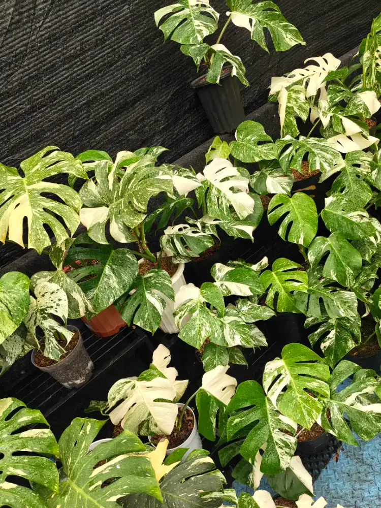 Tanaman monstera varigata