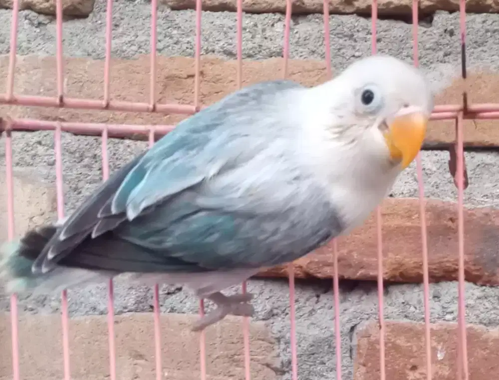 Seekor lovebird biola ewing