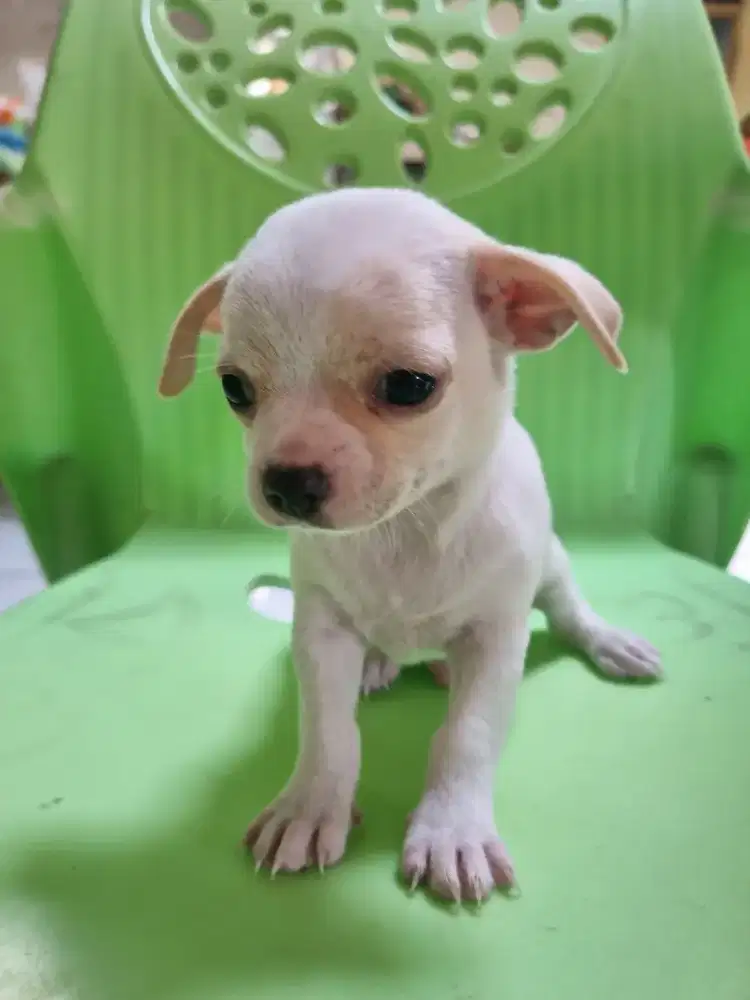 Mini Chihuahua PURE