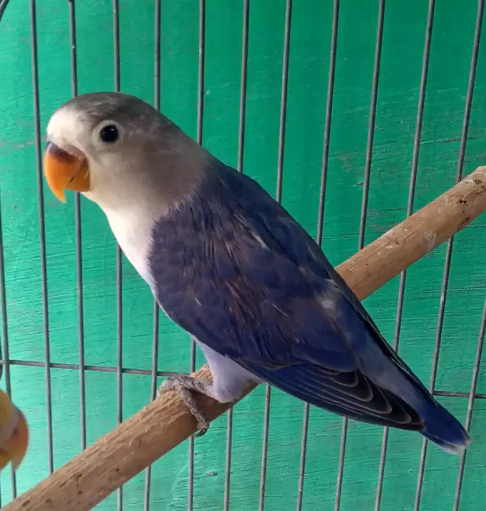 Burung lovebird violet