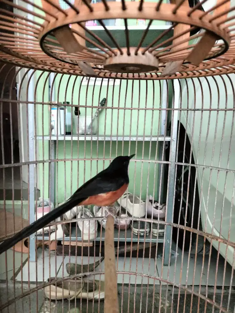 Murai muda hutan mulus murai fulset