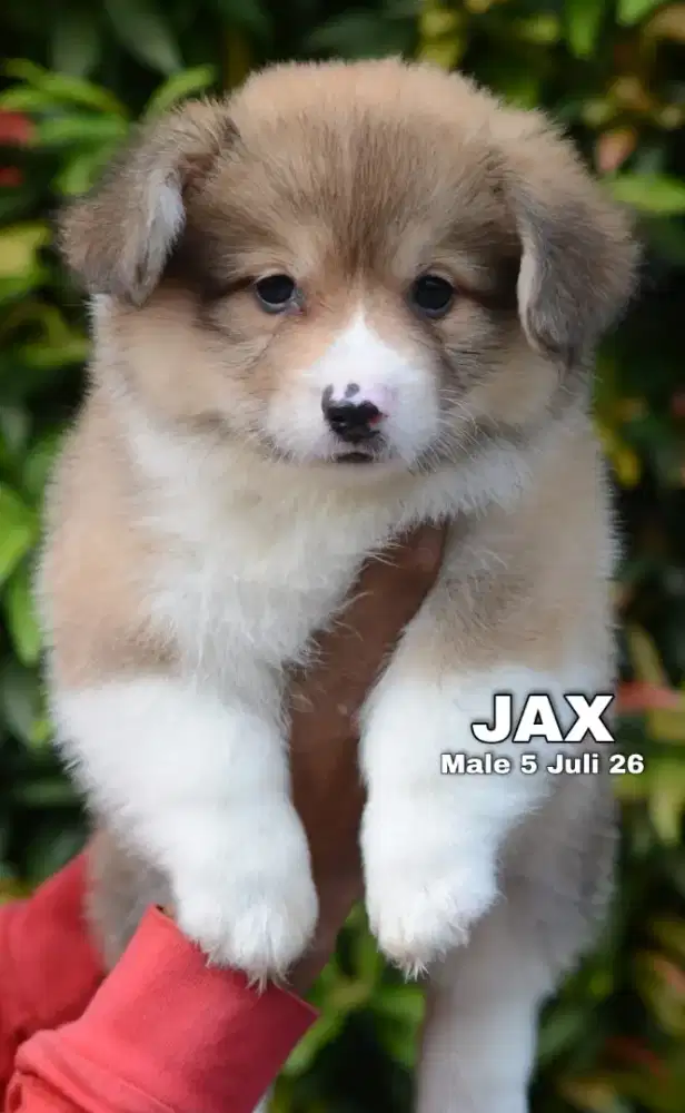 Pembroke welsh corgi jantan •JAX•