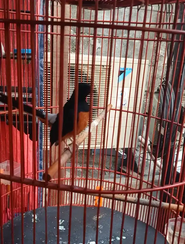 Murai gacor sama kandang