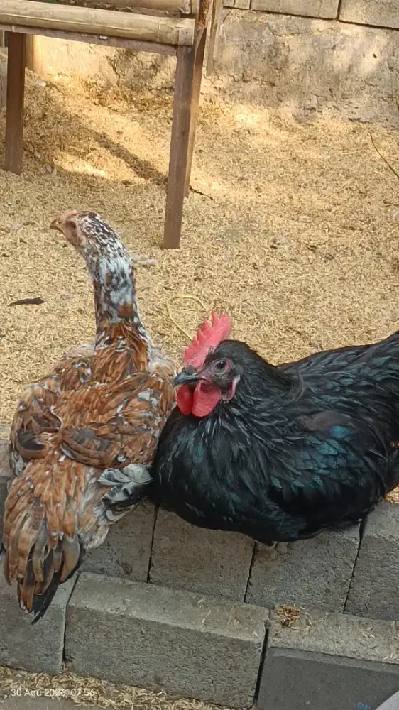 Ayam Australorp