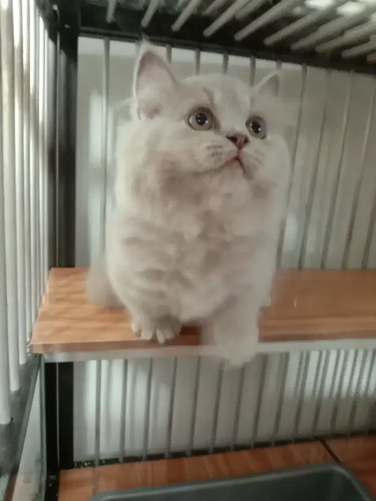 Munchkin bsh betina