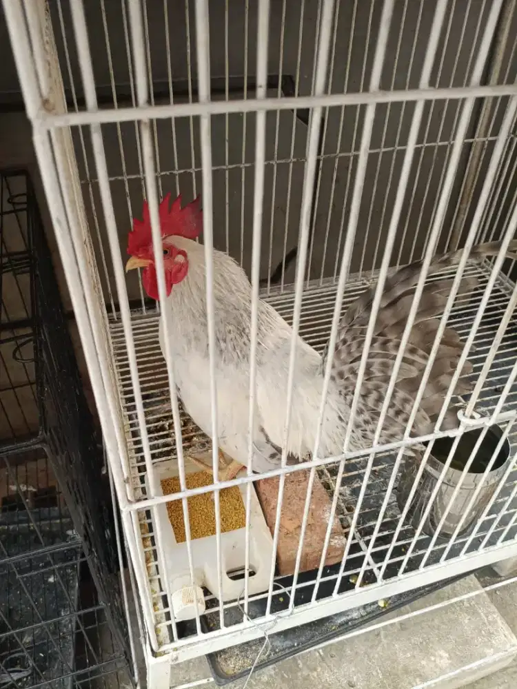 Dijual ayam Kate putih