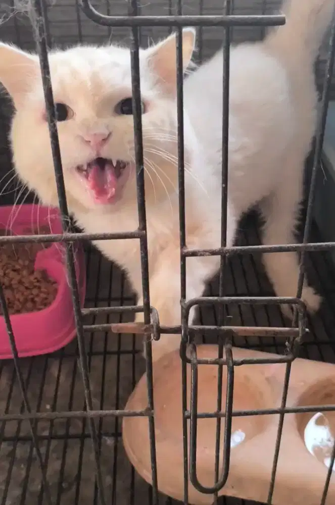 Kucing Norwegia & Ayam Cemani