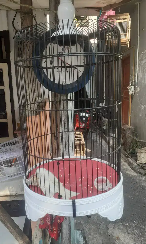 Kandang 3 dapet bonus burung kenari