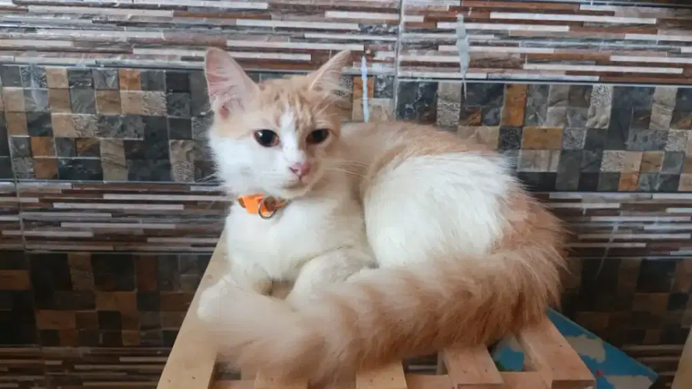 Kitten betina bulu panjang