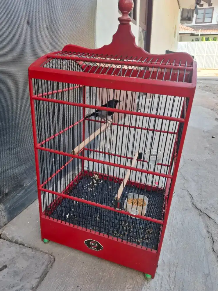 Kacer hitam putih