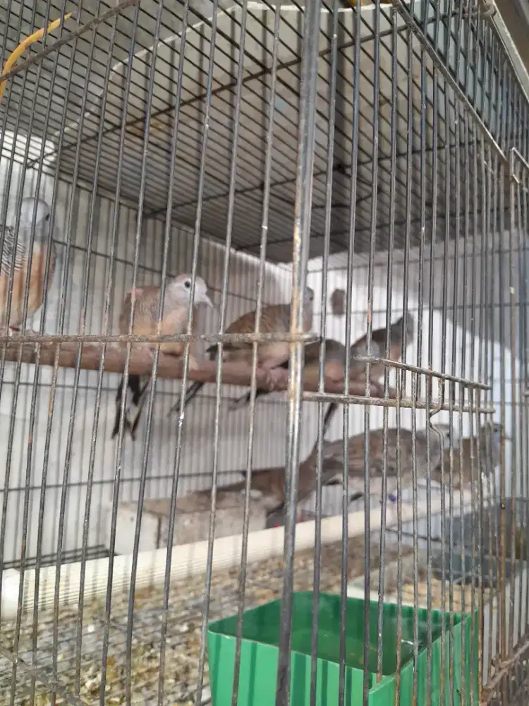 Anakan perkutut bangkok