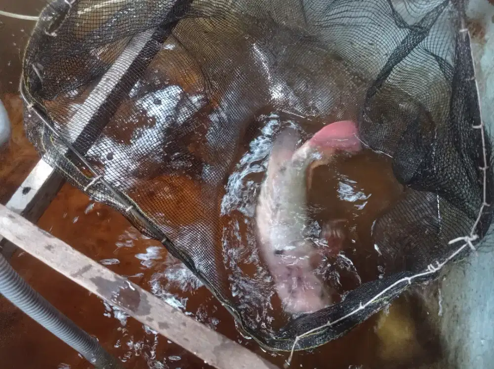Indukan ikan nila