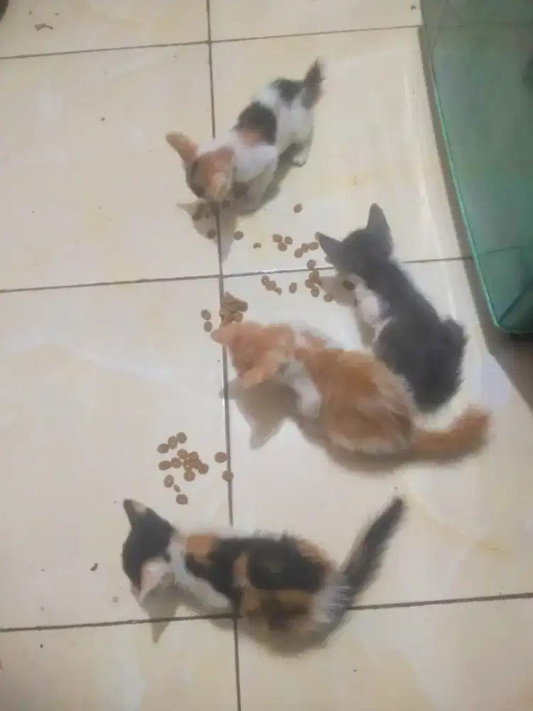 Adopsi anak kucing Persia mix kampung