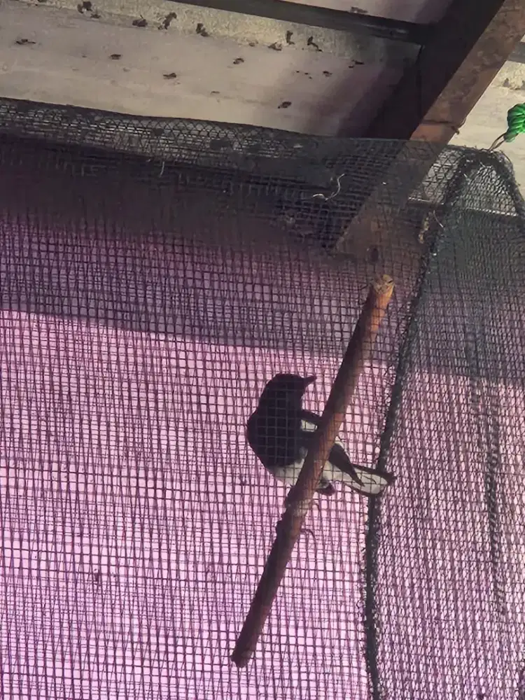 Burung Kacer suara keras. Mulus. Murah
