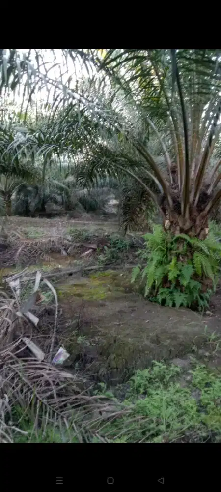 Lowongan perkebunan