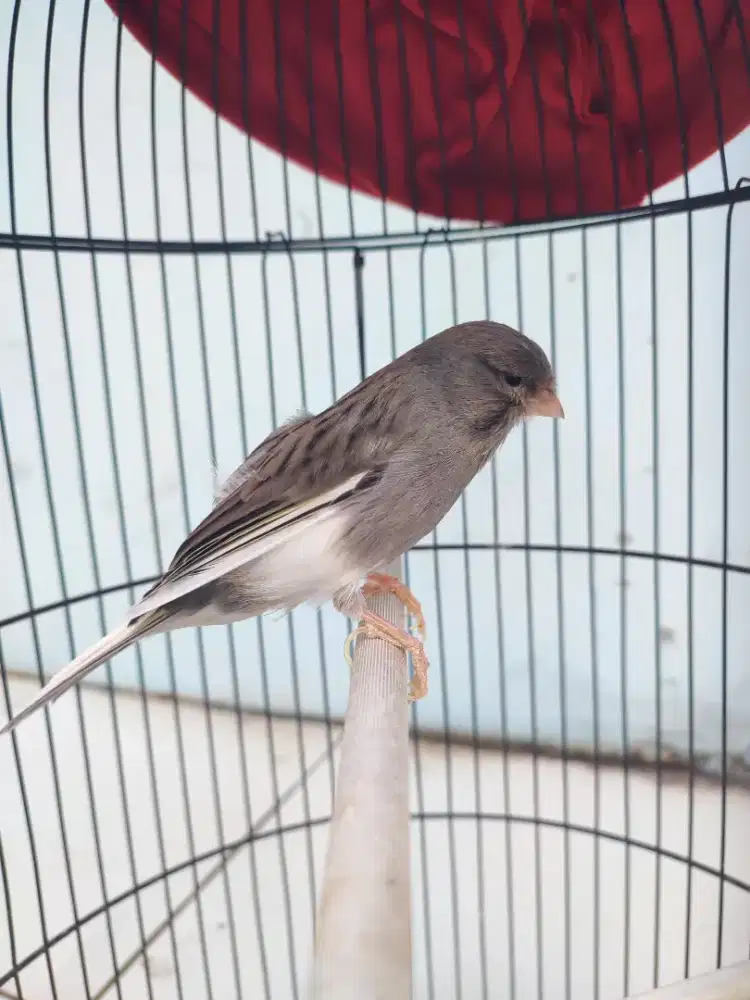 Burung kenari AFS gacorr siap ternak