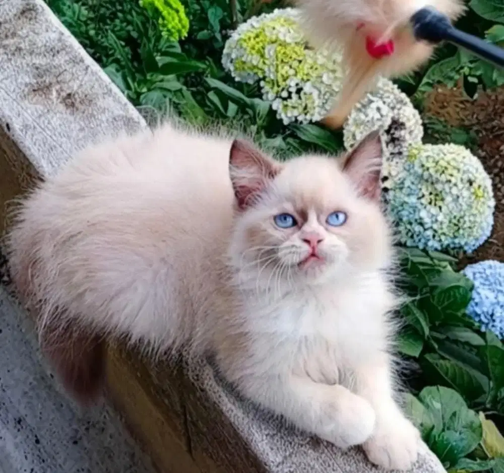 Kitten ragdoll pure
