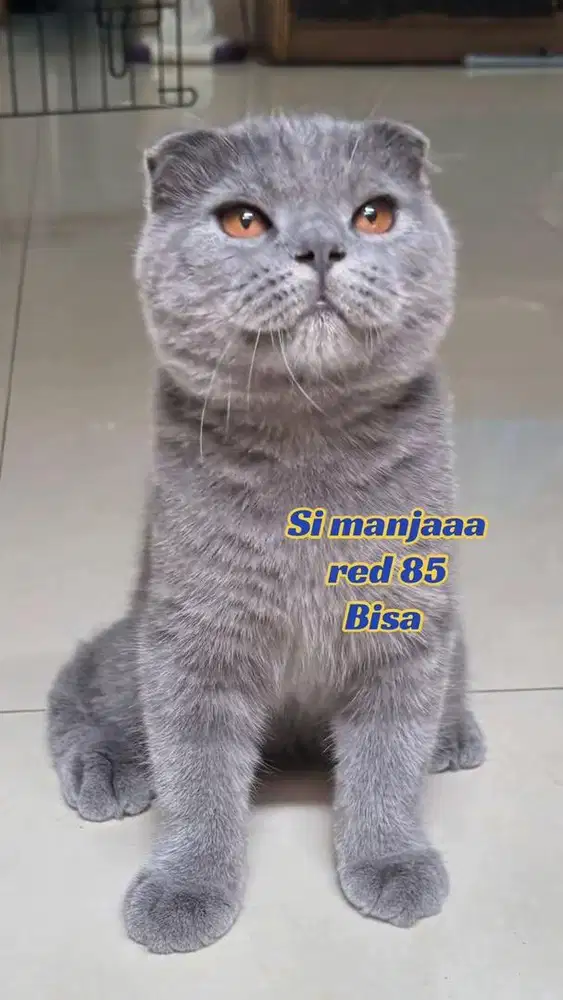 Scottish foldz blue jdhin bsh exo gaelic munchkin dwelf sphynx