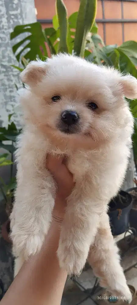 Minipom jantan cream