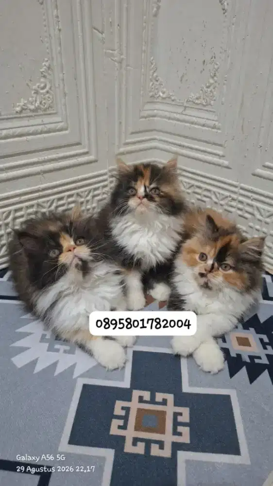 kucing persia betina/kitten.persia betina
