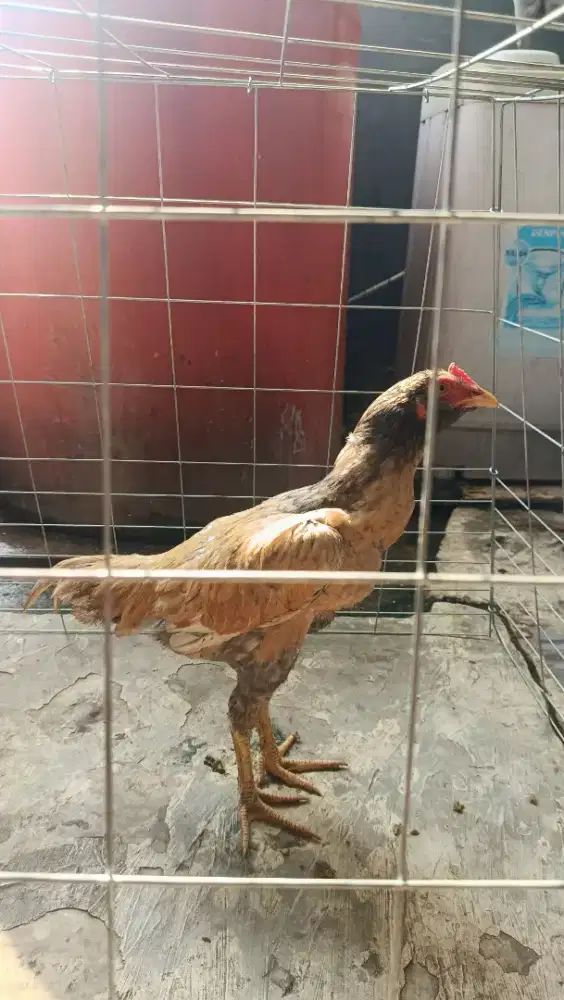 AYAM KAMPUNG BEWOK USIA 4 BULAN