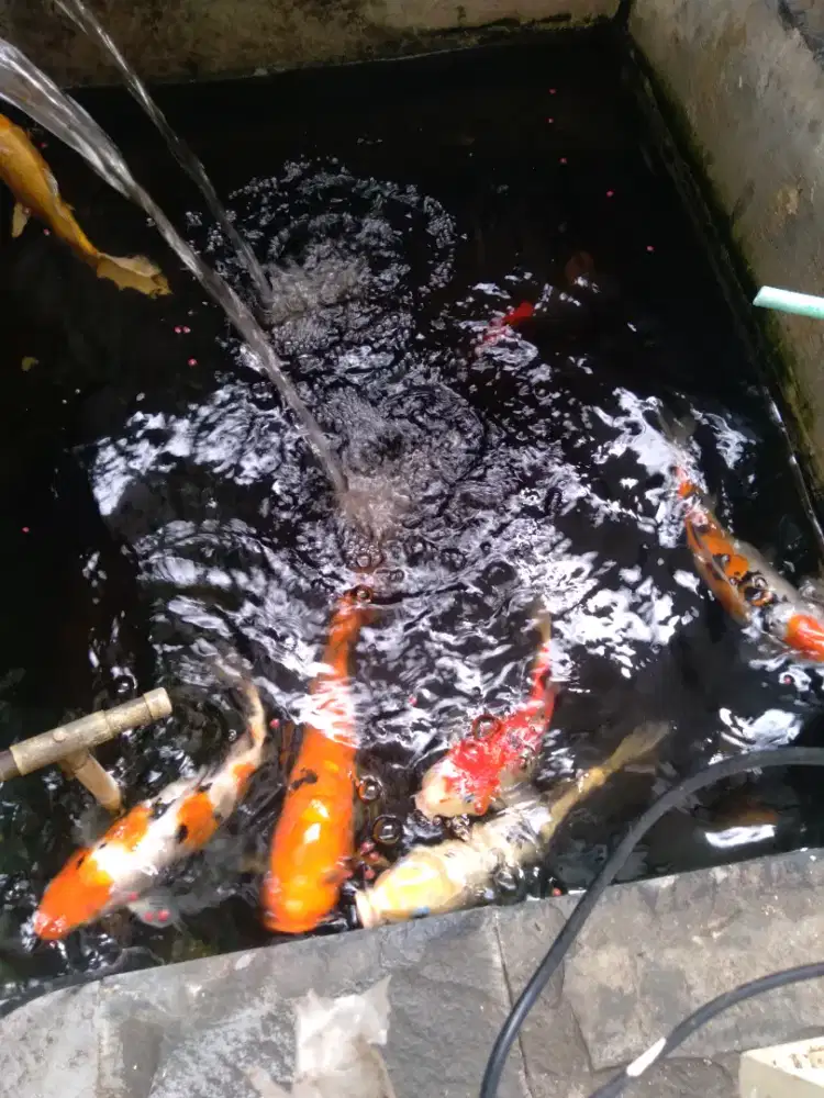 Ikan koi impot dan lokal